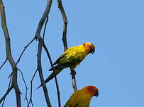 Conure soleil