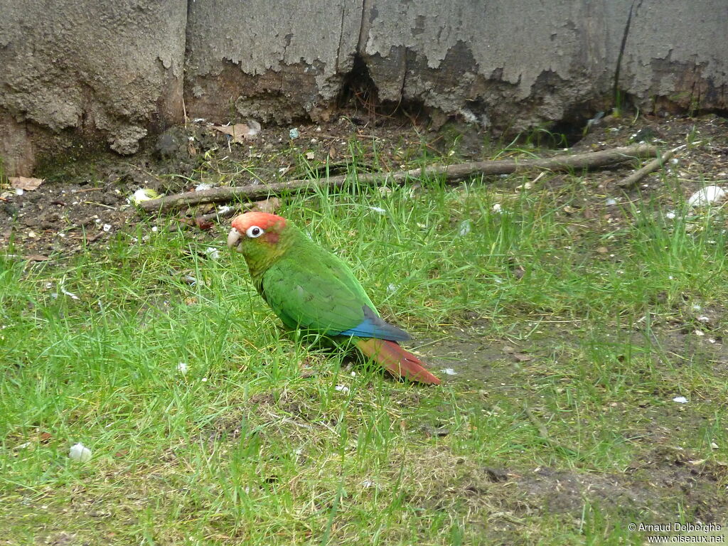 Rose-crowned Parakeet