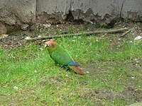 Conure tête-de-feu