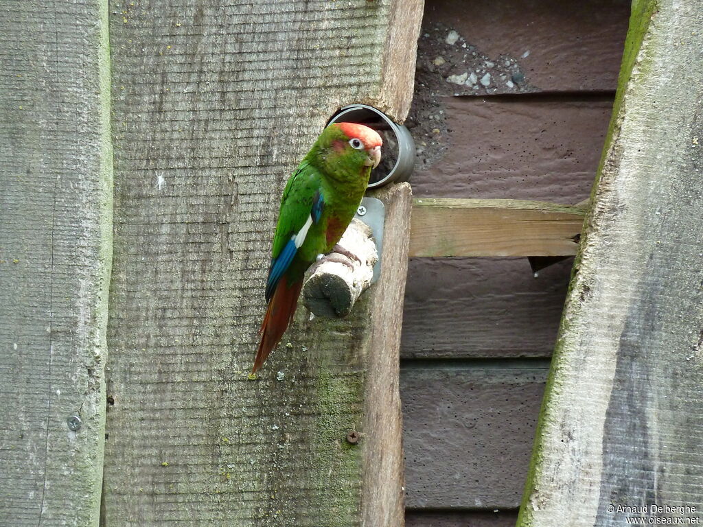 Conure tête-de-feu