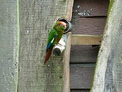 Rose-crowned Parakeet