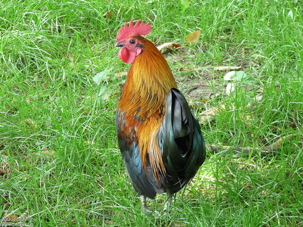 Coq bankiva mâle adulte, pigmentation, Comportement