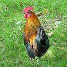 Red Junglefowl
