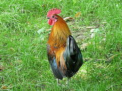 Red Junglefowl