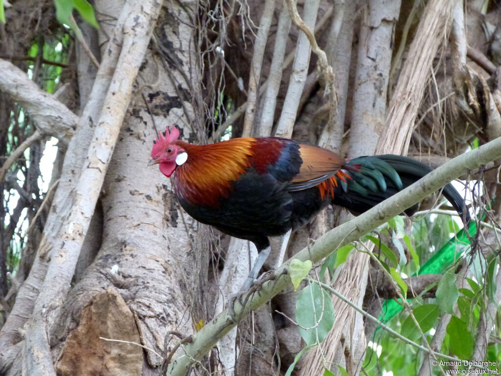 Red Junglefowl