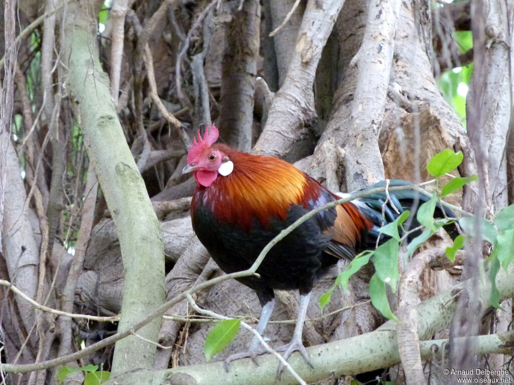 Red Junglefowl