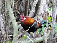 Red Junglefowl