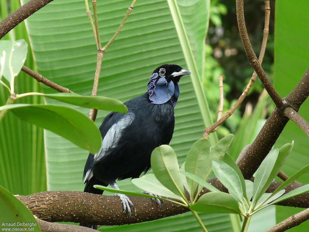 Bare-necked Fruitcrow male adult, identification