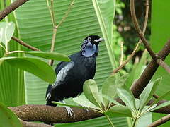 Bare-necked Fruitcrow