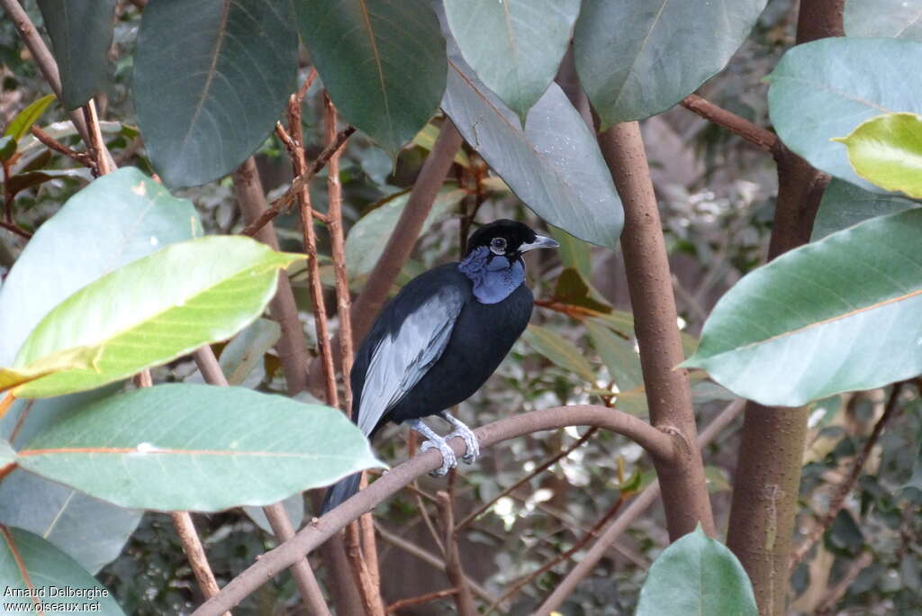 Bare-necked Fruitcrow male adult, identification