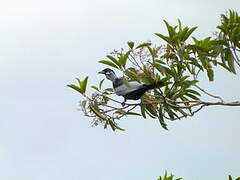 Bare-necked Fruitcrow