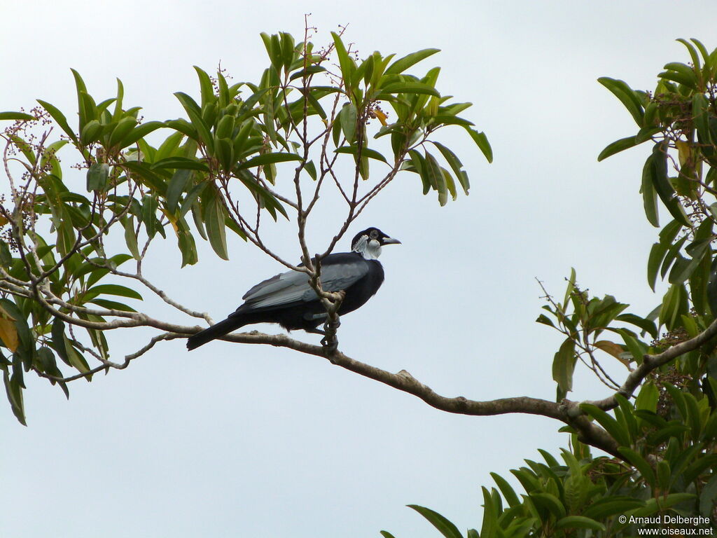 Bare-necked Fruitcrow