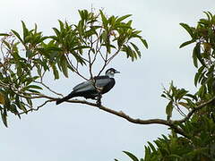 Bare-necked Fruitcrow