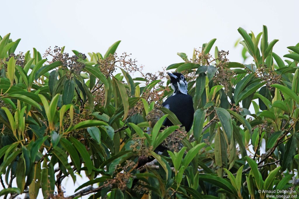 Bare-necked Fruitcrow