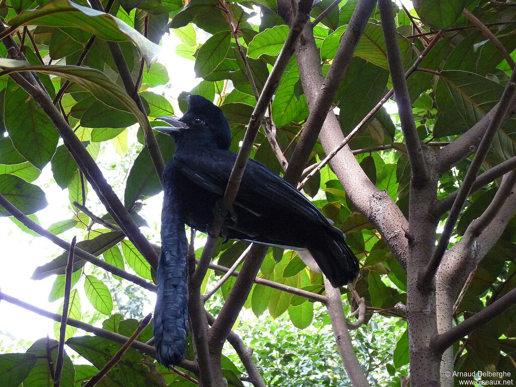 Long-wattled Umbrellabird