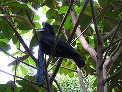 Long-wattled Umbrellabird