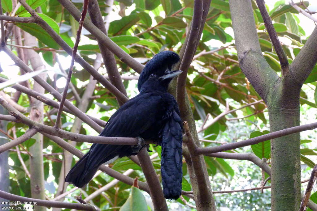 Long-wattled Umbrellabird male adult, identification