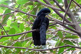 Long-wattled Umbrellabird