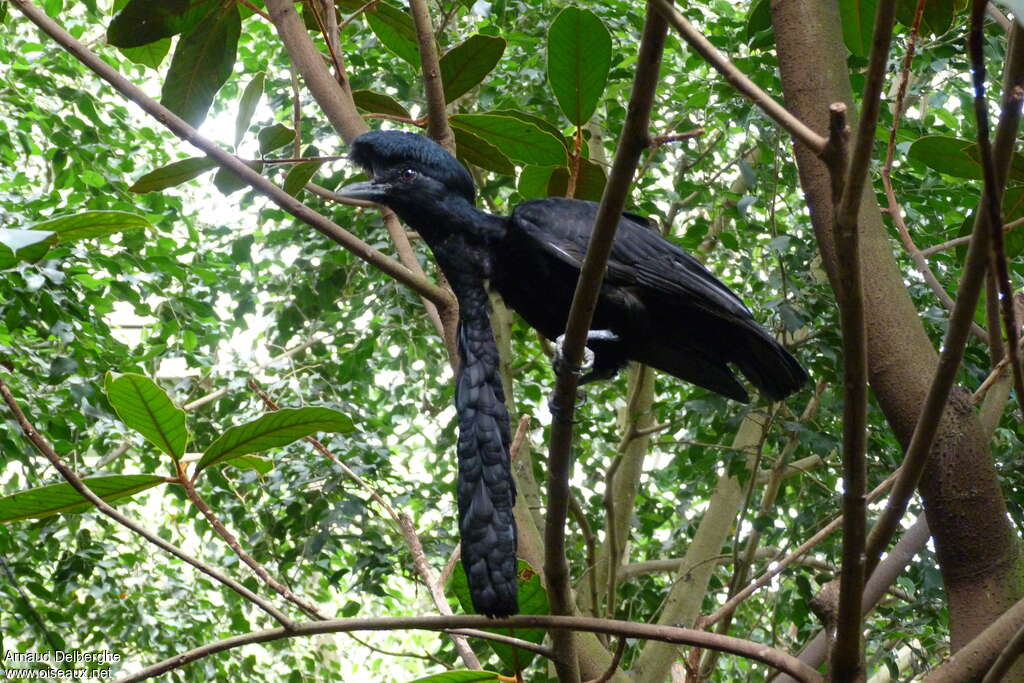 Coracine casquée mâle adulte nuptial, habitat, pigmentation