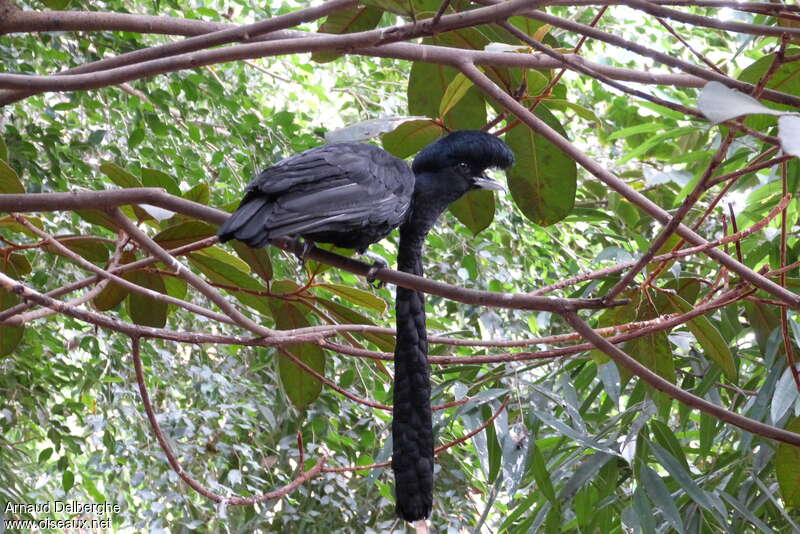 Long-wattled Umbrellabird male adult breeding, identification