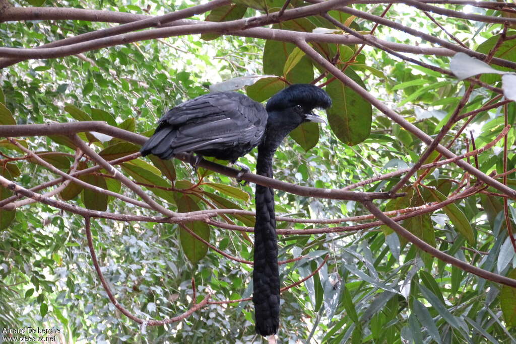 Coracine casquée mâle adulte nuptial, identification