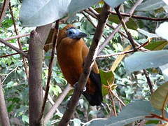 Capuchinbird