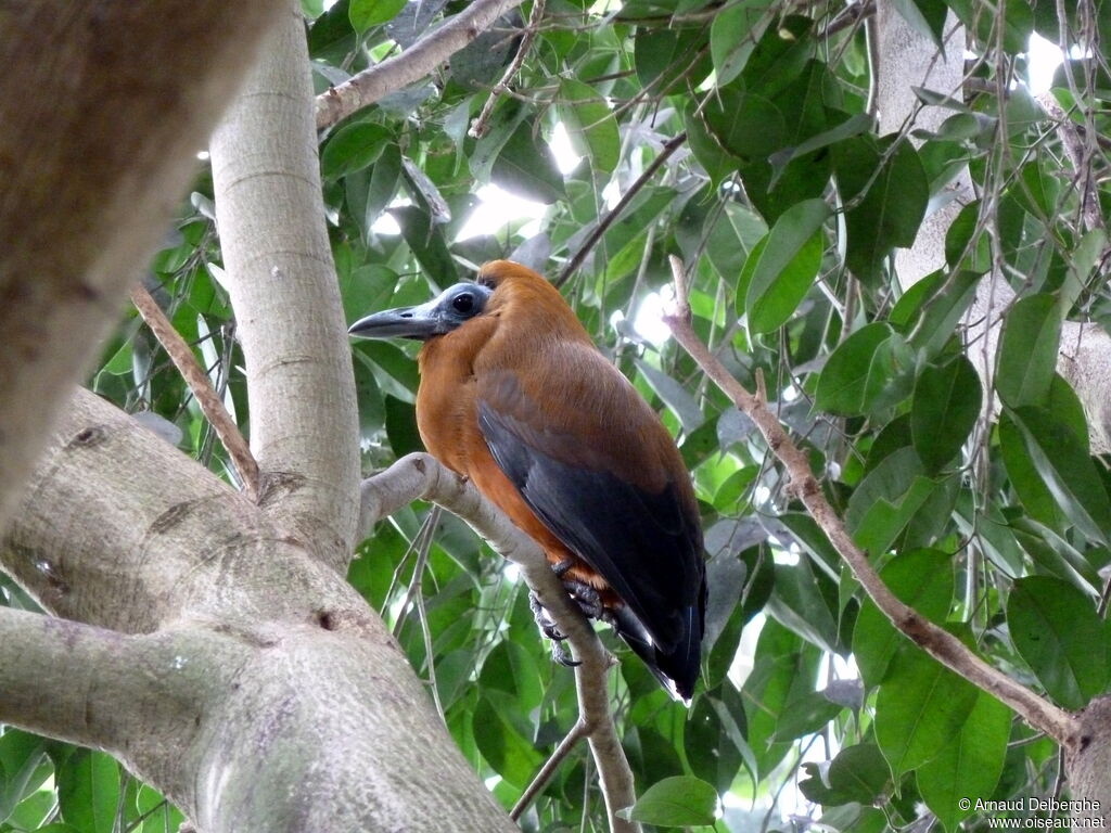 Capuchinbird