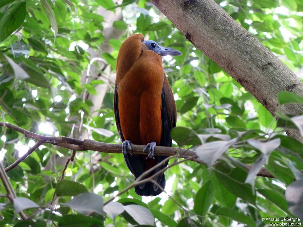 Capuchinbird