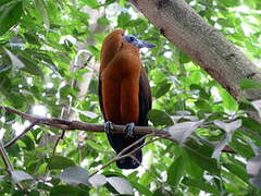 Capuchinbird