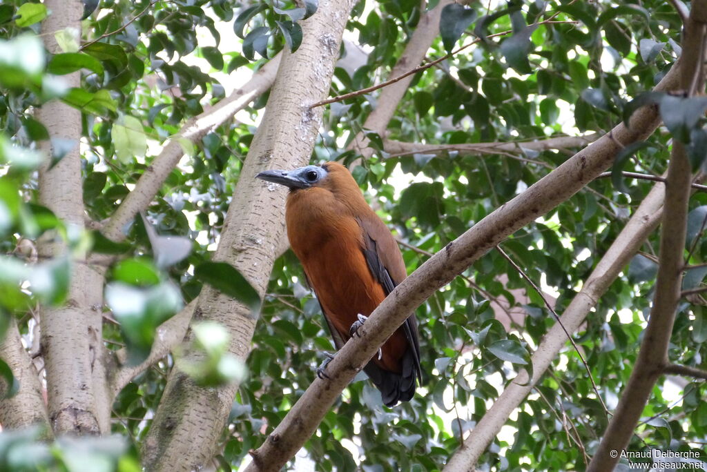 Capuchinbird