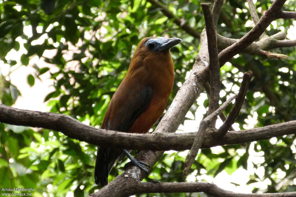 Capuchinbird