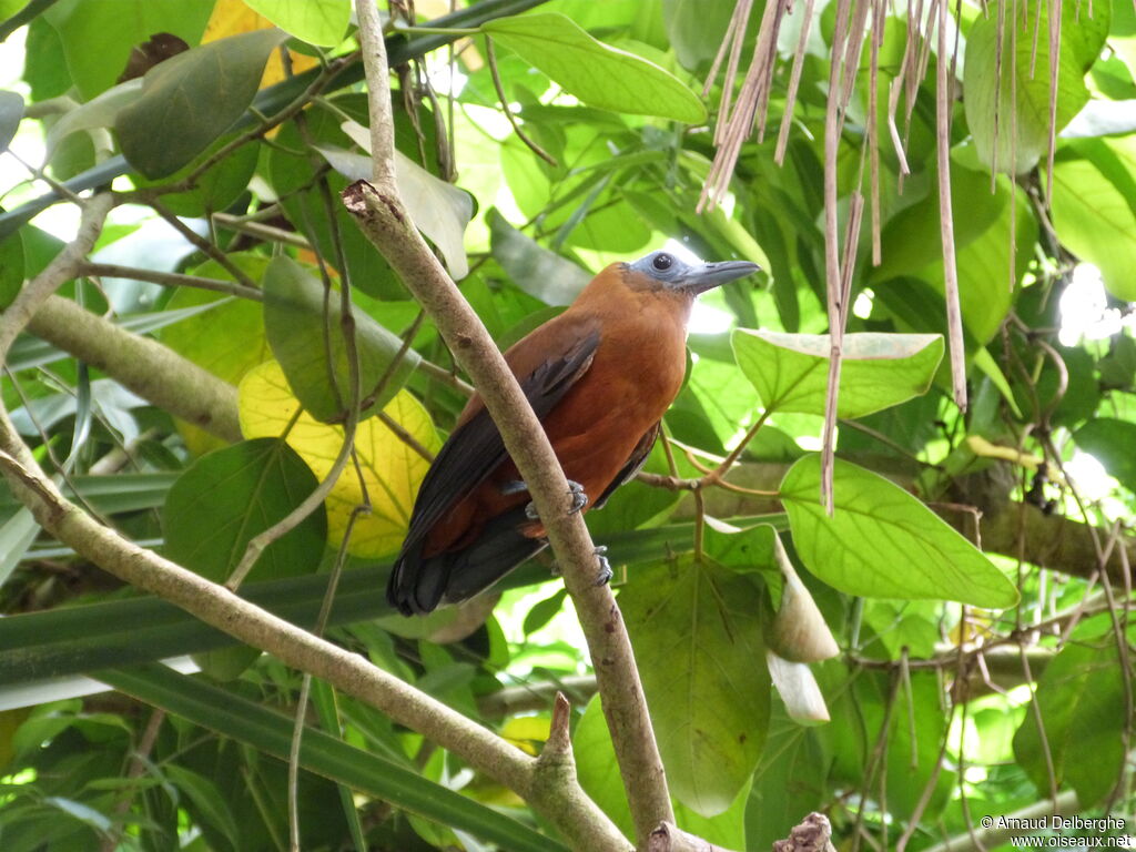 Capuchinbird