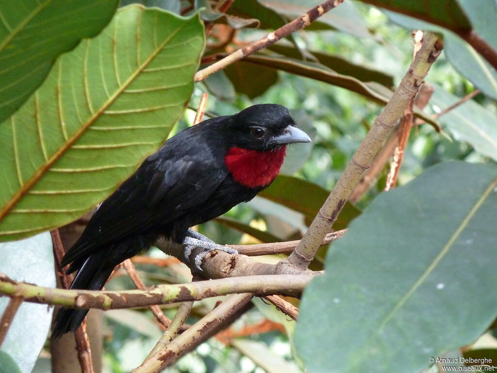 Purple-throated Fruitcrow