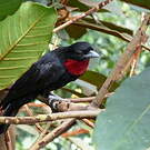 Coracine noire