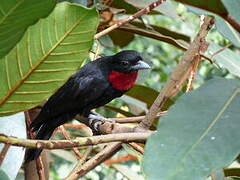 Purple-throated Fruitcrow