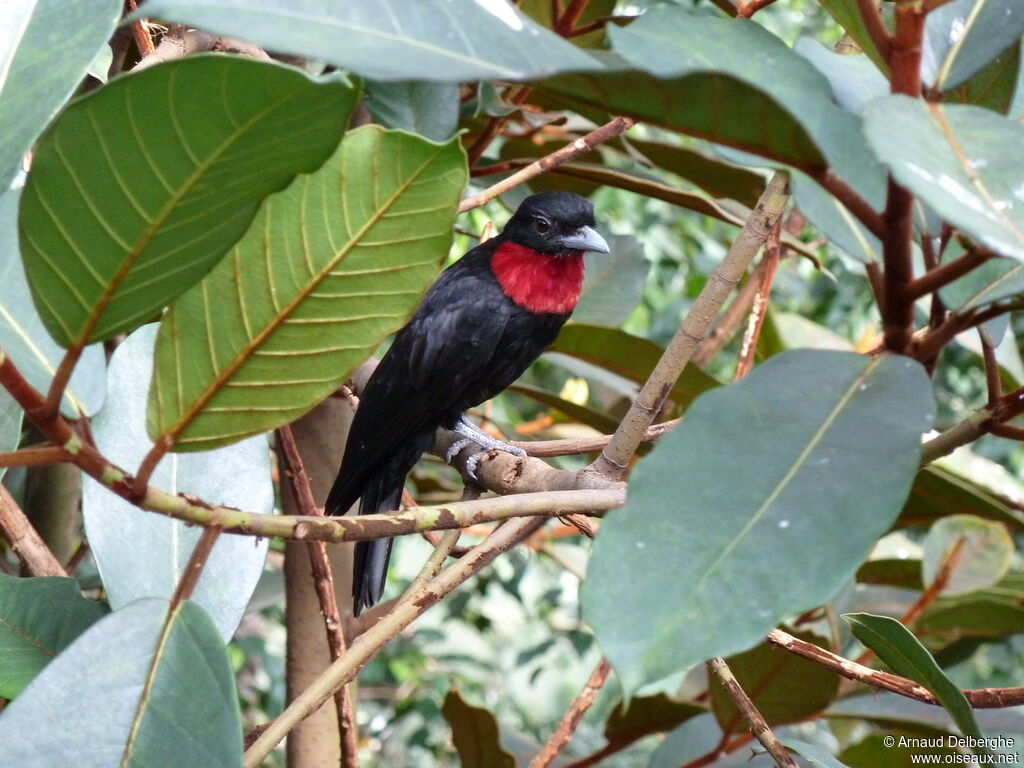 Purple-throated Fruitcrow