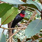 Coracine noire