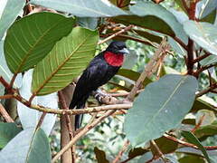 Purple-throated Fruitcrow