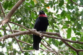 Purple-throated Fruitcrow