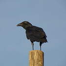 Corbeau à queue courte