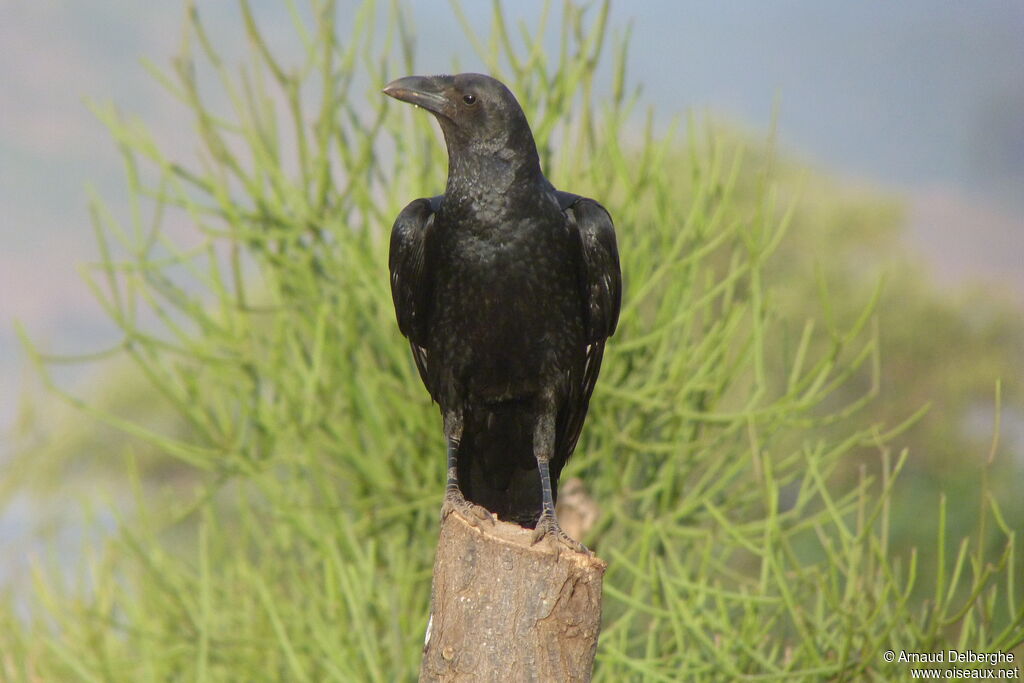 Fan-tailed Raven