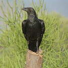 Corbeau à queue courte