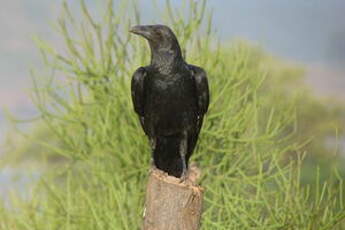 Corbeau à queue courte