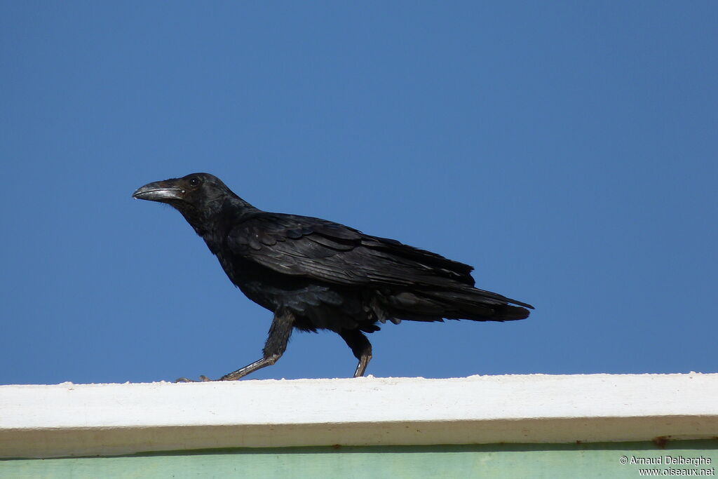 Corbeau à queue courte