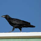 Corbeau à queue courte