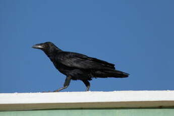 Corbeau à queue courte