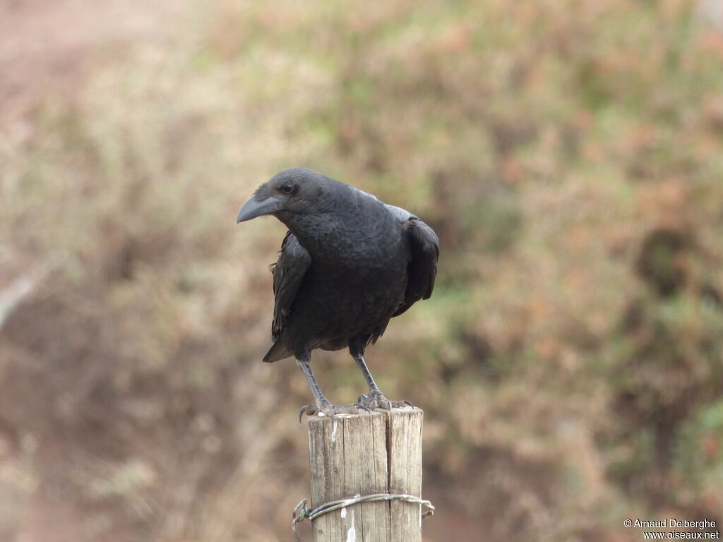 Corbeau à queue courte