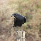 Corbeau à queue courte