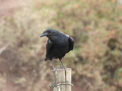 Fan-tailed Raven