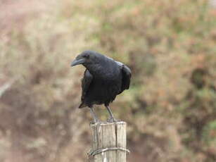 Corbeau à queue courte